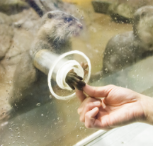 hand-feed adorable river otters in Notojima Aquarium