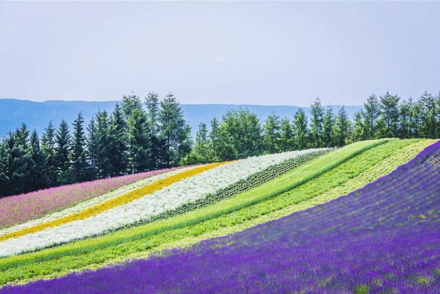 Beautiful Flower Fields of Japan