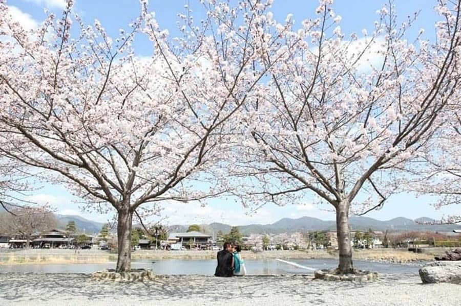 Sakura Blooms of Japan