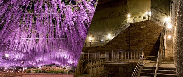 blooming wisteria at Ashikaga Flower Park and Oya History Museum in TOCHIGI Prefecture