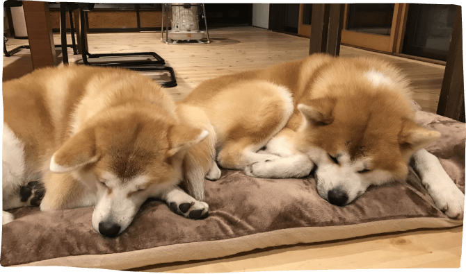 Akita Inu Iconic Dogs of Japan at Enishi Homestay