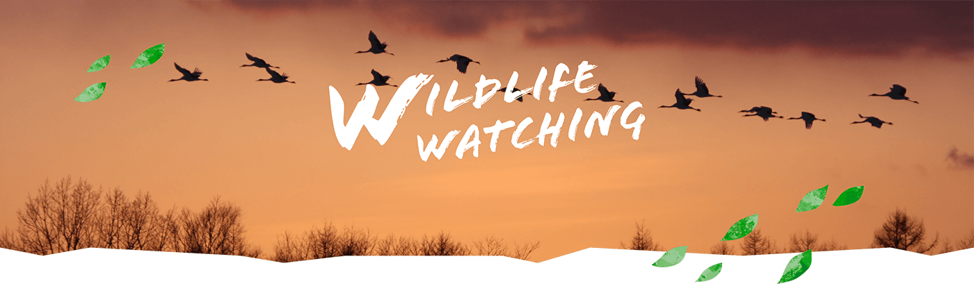 WILDLIFE WATCHING